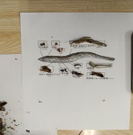 煮干しの解剖写真3
